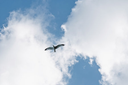 Bird in flight, seagull flying in the sky against clouds