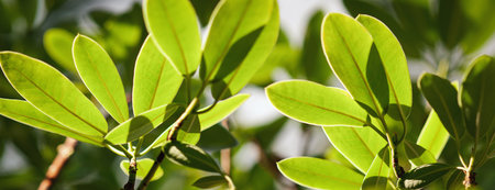 Green Rhododendron tree leaves in the sun, fresh foliage, spring nature background