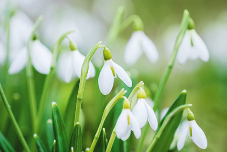 Spring flowers background, white snowdrops closeup and green grass