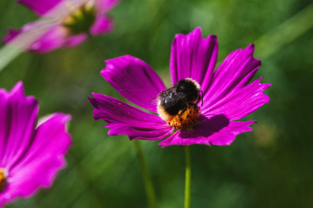 Bumblebee collects nectar on purple cosmos flower, copy space
