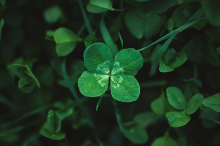 Four-leaf clover on shamrock meadow, overhead view, dark green grass background, lucky charm, copy spaceの写真素材