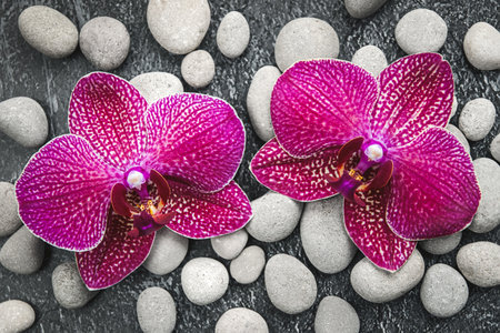 Orchid flowers on gray pebble stones background for zen spa beauty and wellness designsの写真素材
