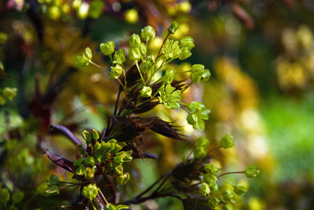 Maple tree blossoms closeup, green maple flowers in spring forest