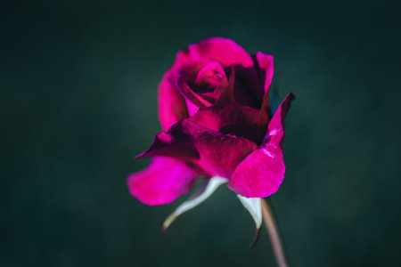 Crimson pink english rose on dark green background, copy space