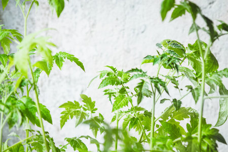 Tomato plants, green tomato seedlings growing at balconyの写真素材