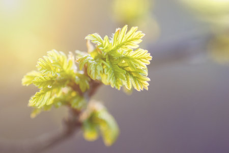 New oak tree leaves on branch, sunny spring morning, nature backgroundの写真素材
