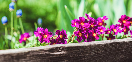 Purple Primula flowers on raised flower bed in spring garden