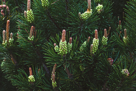 Blooming pine tree, shrub mountain pine blooming in spring forest