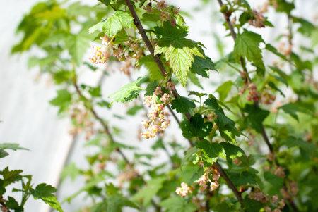 Black currant bush in bloom, garden currant blossom under fleece cover against late spring frosts