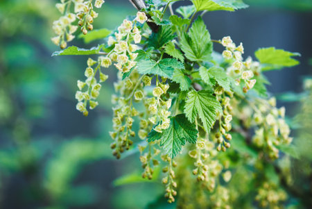 Red currant blossom, blooming garden current bush, European red currant, Cultivated red currant flowers on branchの写真素材