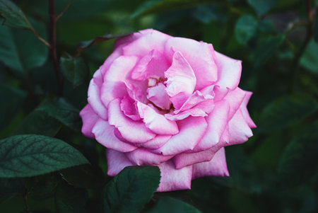 Rosa Eliza Kordes 2004