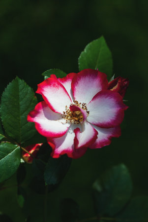 Rosa Betty Boop in the rose garden, old-fashioned flower with white petals edged with red bred by Carruth in 1999の写真素材