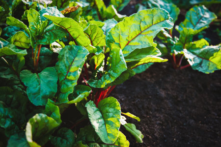 mangold plants growing in the garden, leaf vegetables in garden bed