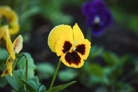 yellow pansy flower in the gardenの写真素材