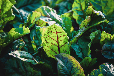 , beet leaf growing in the garden, beetroot leaves closeup