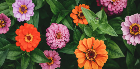 Zinnia pink and orange flowers, garden flowers moody background, Zinnia elegans overhead viewの写真素材