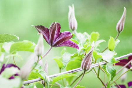 Clematis flowering plant glowing with spring support in the gardenの写真素材