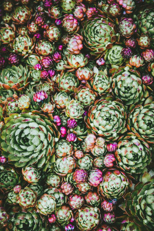 Sempervivum rosettes, Houseleek green and red succulent groundcover plants texture overhead viewの写真素材