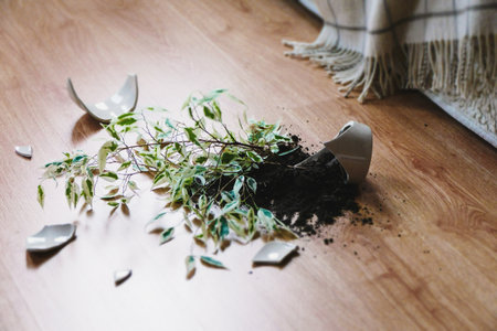 Broken flower pot, damaged houseplant and dirt on the laminate floor in the bedroomの写真素材