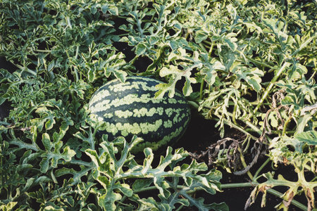 Watermelon plant growing in organic vegetable garden, ripening watermelonの写真素材
