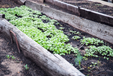 Sinapis alba seedlings in the garden bed, White Mustard plants growing as green manure and fertilizerの写真素材