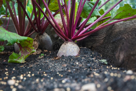 Beet growing in organic homestead vegetable garden, copy spaceの写真素材