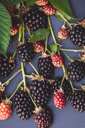 Blackberry fruits on branch, food background, ripe blackberries closeupの写真素材