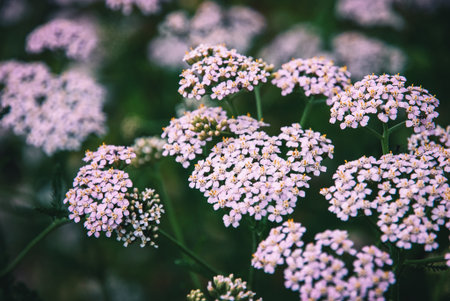 Pink Yarrow blooms, Achillea Millefolium plants in fieldの写真素材