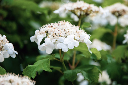 Viburnum opulus, European highbush cranberry, Guelder Rose white flowers blossom closeupの写真素材