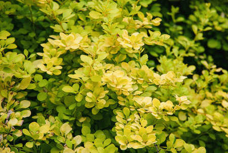 Berberis thunbergii - Japanese barberry shrub with yellow green foliage in springの写真素材