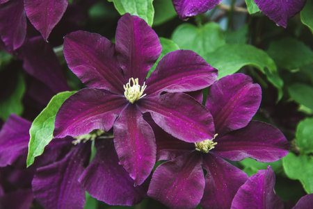 Clematis viticella Etoile violette purple flowers in summer garden closeupの写真素材