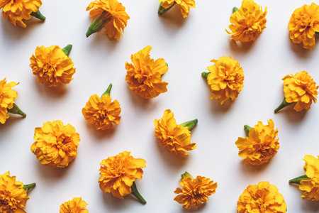 Marigold flowers pattern on white background, holiday decoration, orange marigolds flat layの写真素材