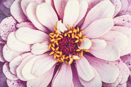 Pink flower closeup, garden zinnia macro backgroundの写真素材