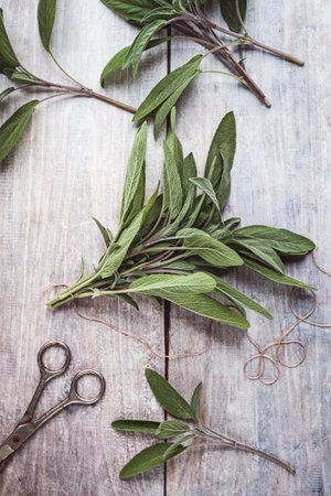 Bunch of green Sage leaves on gray wooden table, herbs scissors string flat lay, overhead viewの写真素材
