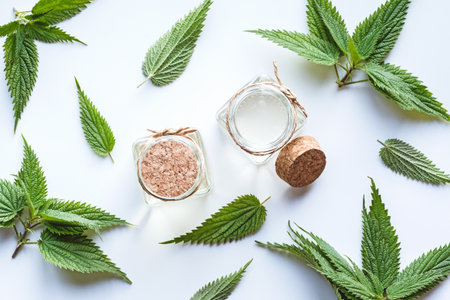 Nettle oil and fresh nettle leaves , Urtica dioica flat lay on white backgroundの写真素材