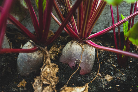 Beetroots growing in organic homestead vegetable garden in autumnの写真素材