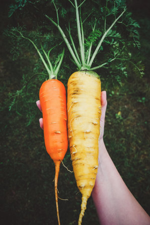 Carrots in hand, large and huge carrot grown in organic homestead
