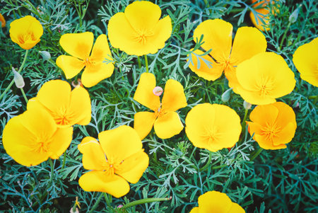 Californian Poppy Eschscholzia californica orange flowers blooming in gardenの写真素材