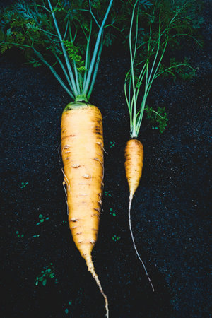 Carrots large vs small, size comparison, size mattersの写真素材