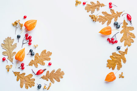 Autumn floral background dried leaves flowers berries arranged in frame on white background copy spaceの写真素材
