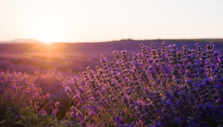 Amazing sunset over a field of blooming lavender. The sun sets on the horizon. Clear bright sky and lavender flowers in the light of warm sunshine, Russia.の写真素材