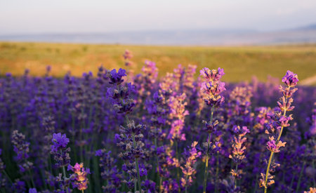 Violet bushes of lavender close-up at sunset. Blooming fragrant lavender flowers, aromatherapy. Lilac lavender fields in Russia.の写真素材