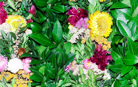 background flowers immortelles and vÃ­ncaの写真素材