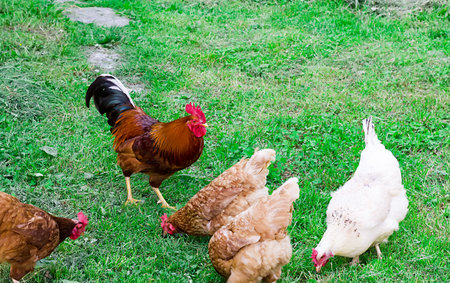 rooster and chicken on a grassの写真素材