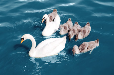 swans float in the lakeの写真素材