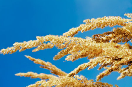 yellow grass against the skyの写真素材