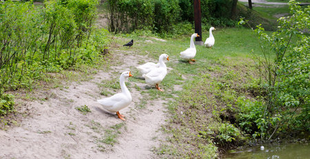 geese outdoorsの写真素材