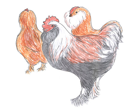 Different breed of rooster and hens, farm animal, sketchの写真素材