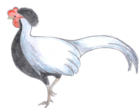 Pheasant pencil drawing, isolated bird, colored sketchの写真素材