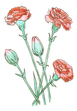 Carnation bouquet colored drawingの写真素材
